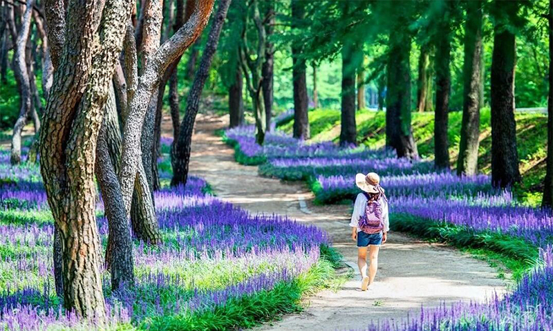疗愈花园（healing garden）景观设计